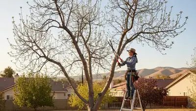 Arborist pruning fruit tree in Bakersfield CA backyard for healthy growth by Chop Chop Tree Service