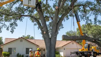 Professional arborists performing large tree removal in Taft, near Bakersfield, CA with bucket truck equipment