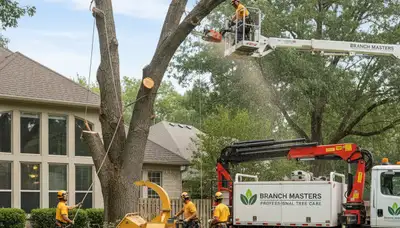 Professional tree removal service in Bakersfield, CA by Chop Chop Tree experts