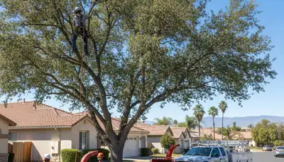 Professional tree removal service in Bakersfield, CA safely cutting and clearing large trees