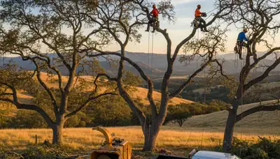 Professional tree removal service in Bakersfield, CA safely cutting down large oak tree