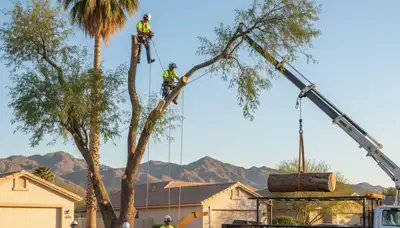 Professional tree removal service in Bakersfield, CA safely cutting and clearing large trees