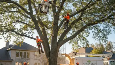 Arborist trimming overgrown tree branches in Bakersfield, CA for Chop Chop Tree service
