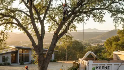 Professional tree removal team clearing large oak tree in Bakersfield, CA yard