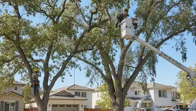 Professional tree removal service in Bakersfield CA safely cutting large oak tree