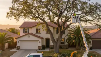 Professional tree removal service in Bakersfield, CA safely cutting and clearing large oak trees