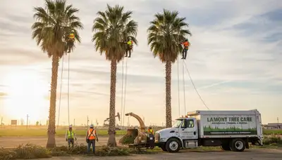 Professional tree removal service in Bakersfield, CA safely cutting down a large oak tree