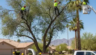 Professional tree removal service in Bakersfield CA safely cutting large oak tree