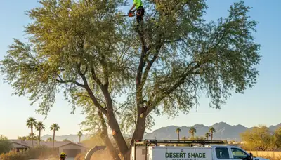 Professional tree removal service in Bakersfield, CA safely cutting and clearing large trees