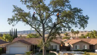 Professional tree removal service in Bakersfield, CA clearing large oak safely