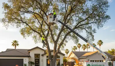 Professional tree removal service in Bakersfield, CA safely cutting and clearing large oak tree