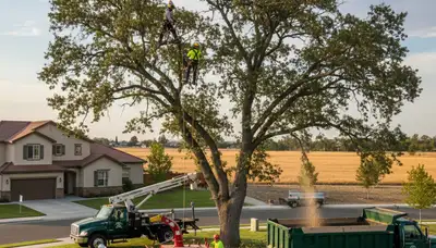 Professional tree removal service in Bakersfield, CA safely cutting large oak tree