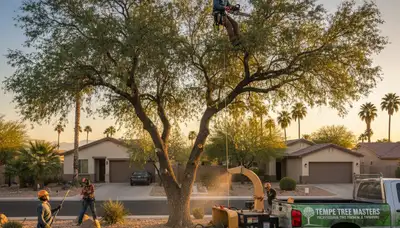 Professional tree removal service in Bakersfield, CA safely cutting down large oak tree