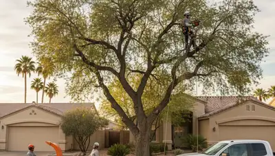 Professional tree removal service in Bakersfield CA safely cutting and clearing large oak tree