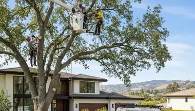 Professional tree removal service in Bakersfield, CA safely cutting and clearing large oak tree