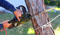 Tree Trimming in Bakersfield CA